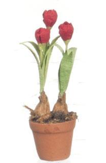 Tulipaner i potte