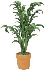 Palme