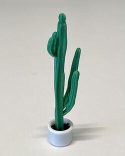 Kaktus