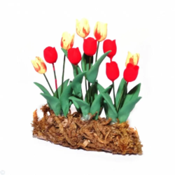Tulipan i bed