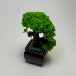 Bonzai