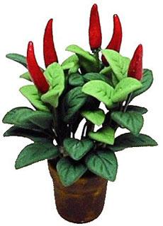 Chili-plante