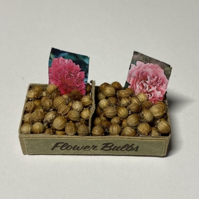 Blomsterløg i æske