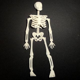 Skelet
