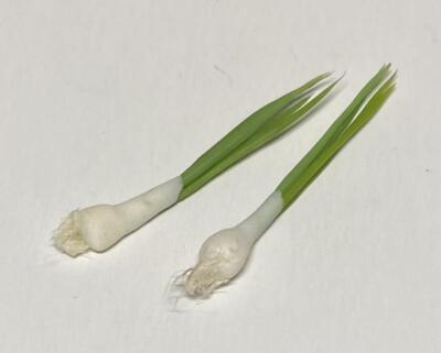 Forårsløg - 2 stk