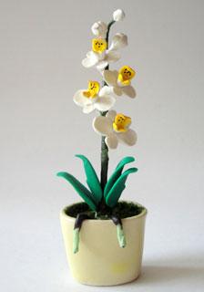Orkide i potte