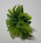 Plante