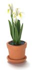 Iris i potte