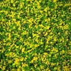 Flower Soft