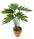 Fingerphilodendron