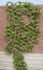 Espalier