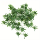 Grøn plante - 5 stk