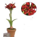 Amaryllis