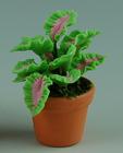 Potteplante